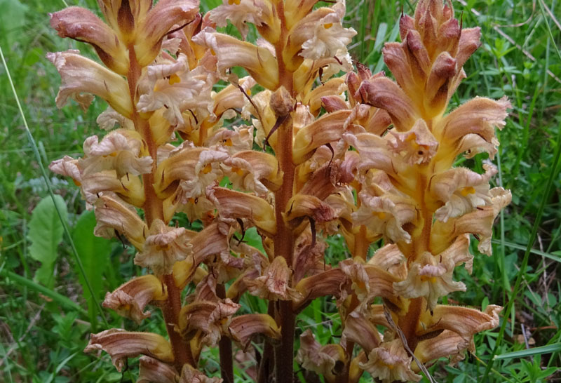 cfr. Orobanche lutea